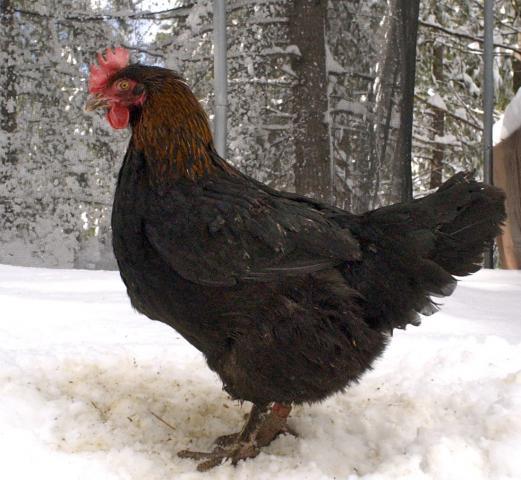 57060_bcmblackhen.jpg