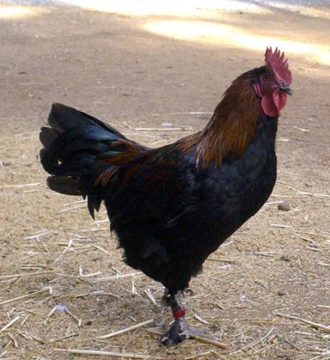 57060_bcmcockerel1.jpg