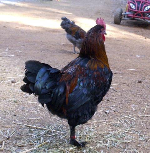 57060_bcmcockerel3.jpg