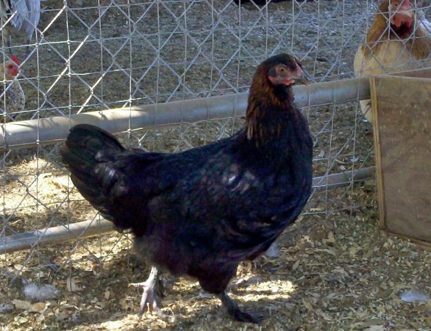 57060_bcmlindaroosterpullet.jpg