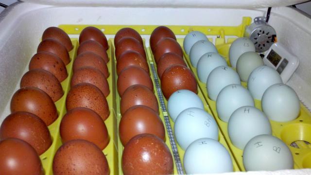 57060_bcmnbaeggs.jpg