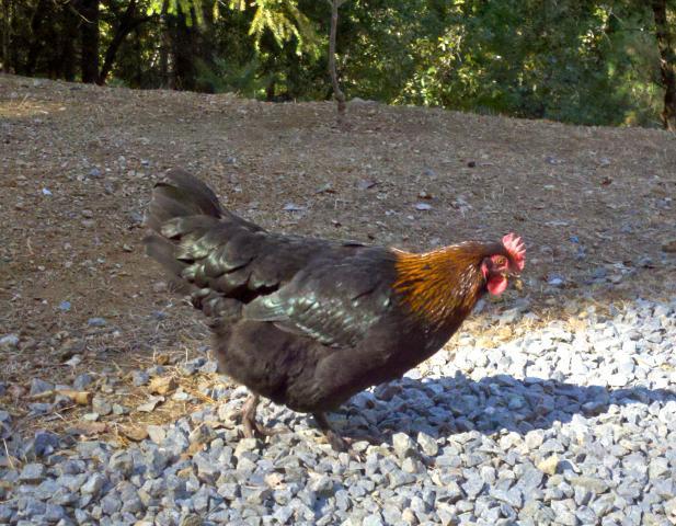 57060_bcmpullet.jpg