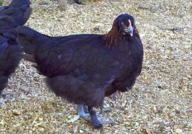 57060_bcmpullet1.jpg