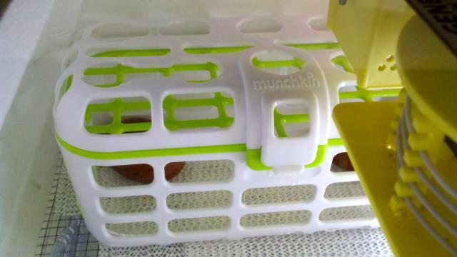 57060_eggbasket.jpg