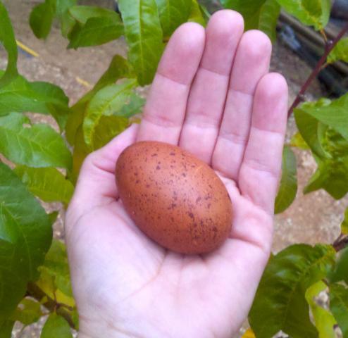 57060_firstegg.jpg