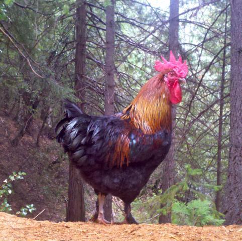 57060_rooprofile.jpg