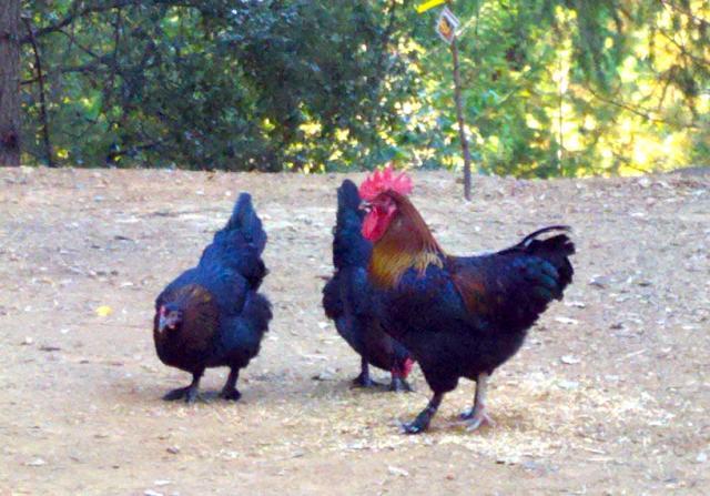 57060_swmaransroohens.jpg