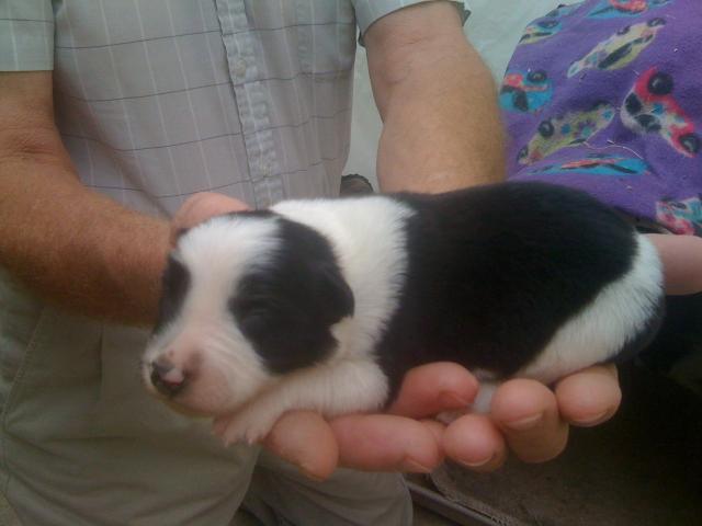 57066_puppy.jpg