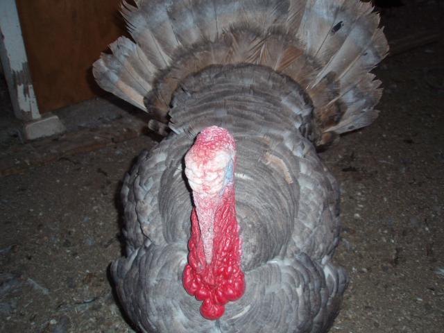 57076_2010_turkeys_004.jpg