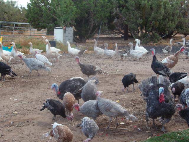 57076_2010_turkeys_029.jpg