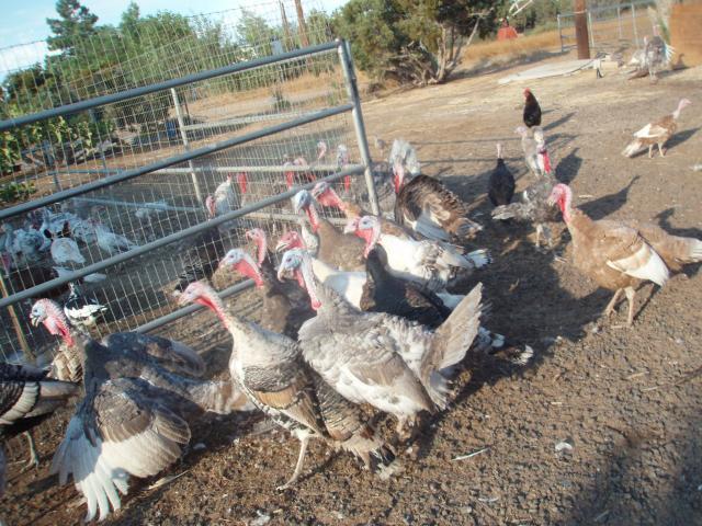 57076_2010_turkeys_078.jpg