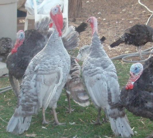 57076_2010_turkeys_162_3.jpg