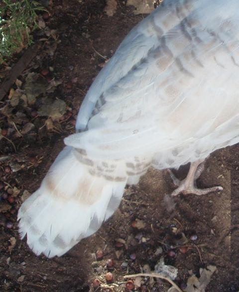 57076_2010_turkeys_183_2.jpg