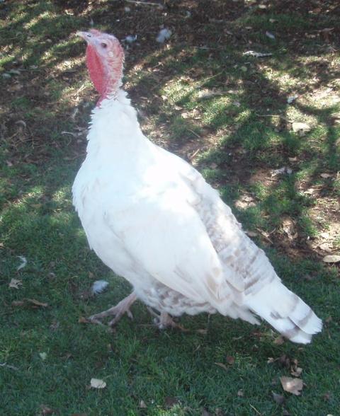 57076_2010_turkeys_220_2.jpg