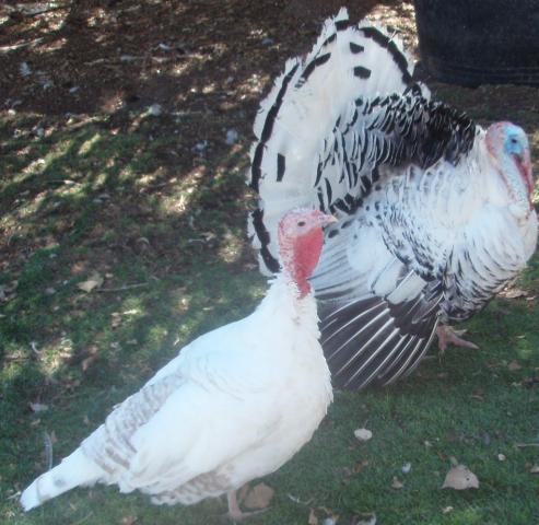 57076_2010_turkeys_230_2.jpg