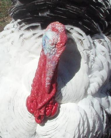 57076_2010_turkeys_236_2.jpg