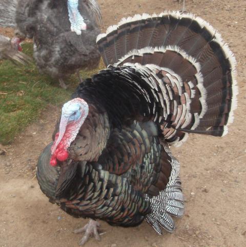 57076_2010_turkeys_271_3.jpg