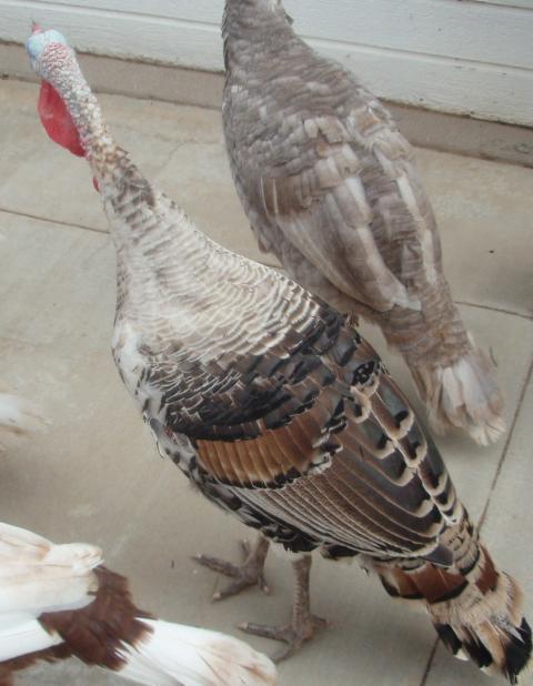 57076_2010_turkeys_279_2.jpg