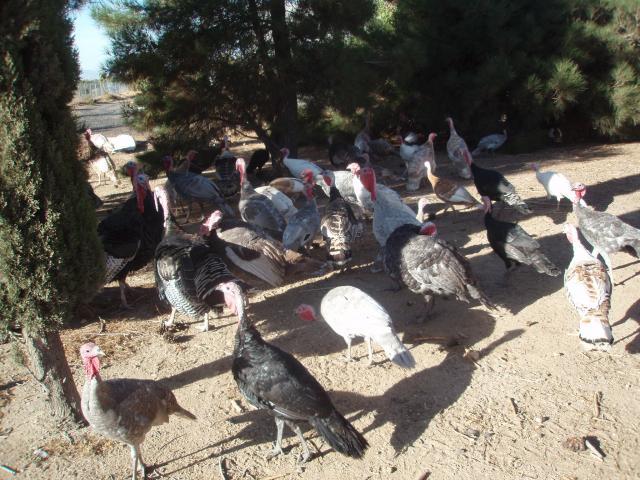 57076_2010_turkeys_2_078.jpg