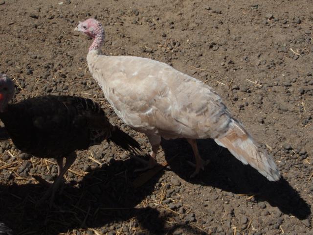57076_organ_playing_turkey_chasing_108.jpg
