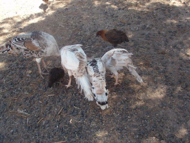 57076_tri_turkeys_017.jpg