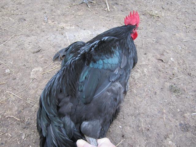 57171_img_7230.jpg