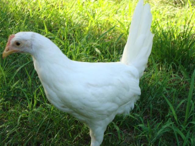 57188_dsc00542.jpg