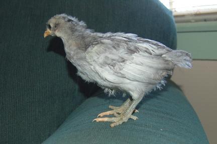 57210_bluepulletchick_05-04.jpg