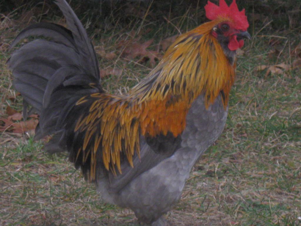 57214_roosters_006.jpg