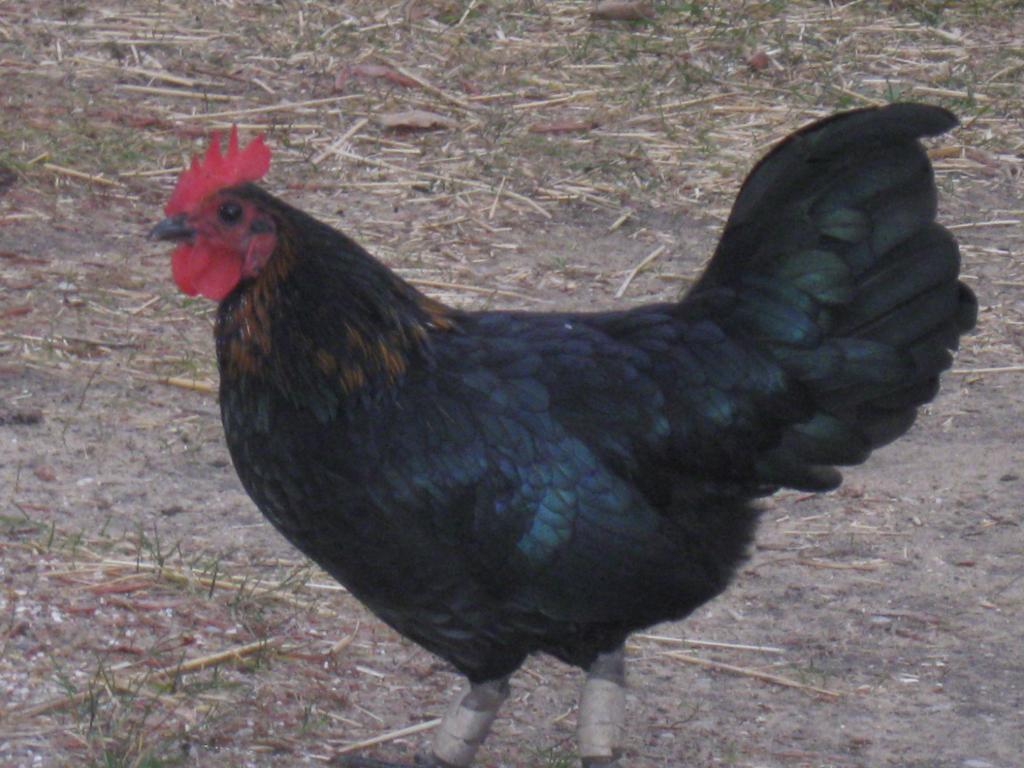57214_roosters_007.jpg