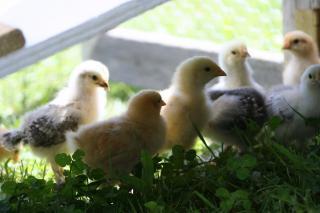 57233_img_2263.jpg