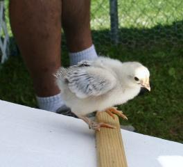 57233_img_2288.jpg