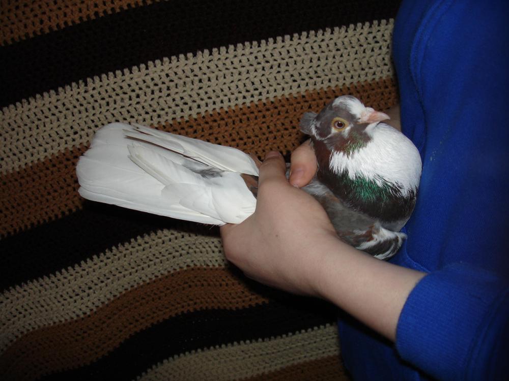 57244_pigeon_dale_in_hand.jpg