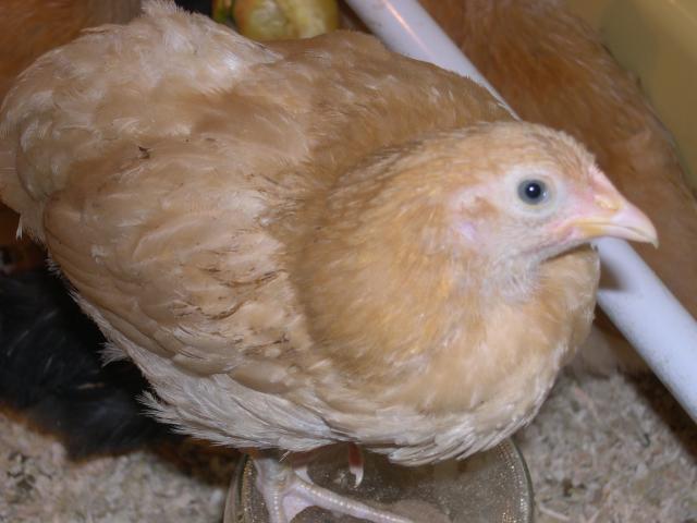 57274_chickens_015.jpg%20