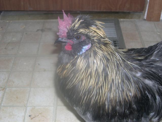 57274_chickens_158.jpg