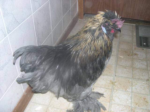 57274_chickens_161.jpg
