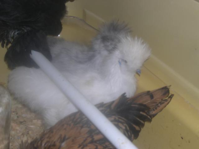 57274_chickens_164.jpg