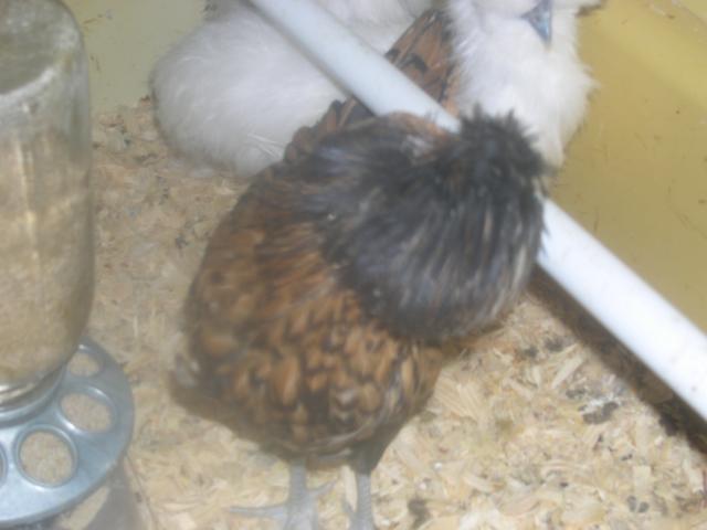 57274_chickens_165.jpg