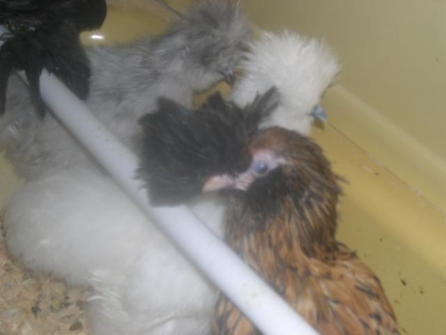 57274_chickens_167.jpg