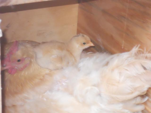 57274_dscn0062.jpg