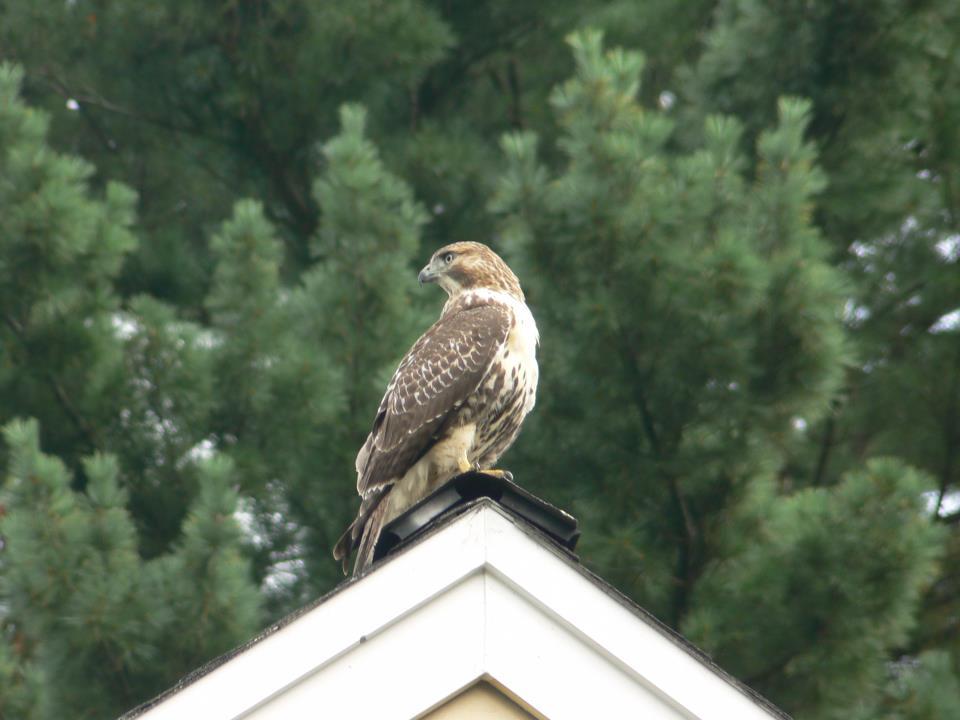 57282_redtail.jpg