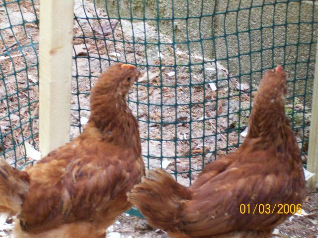 57285_chickens2_015.jpg