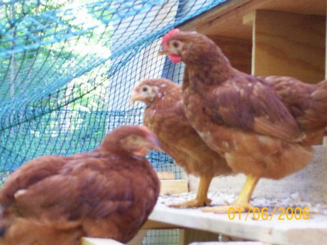 57285_chickens5_004.jpg