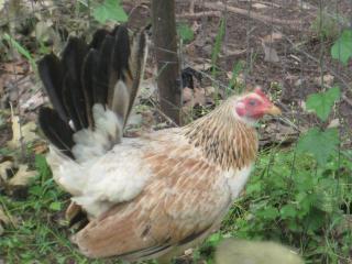 57318_new_chicken_004.jpg