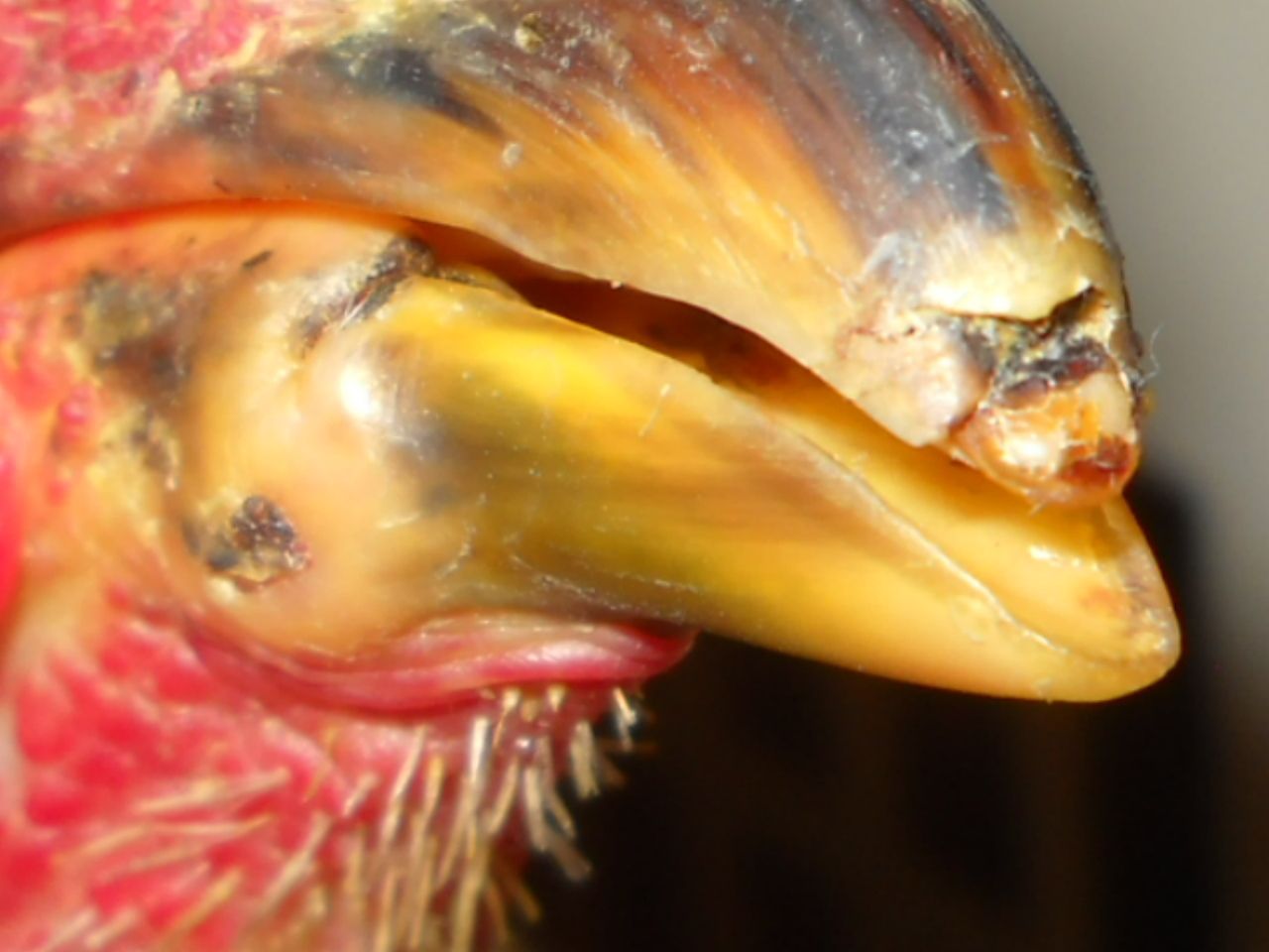 57353_broken_beak.jpg
