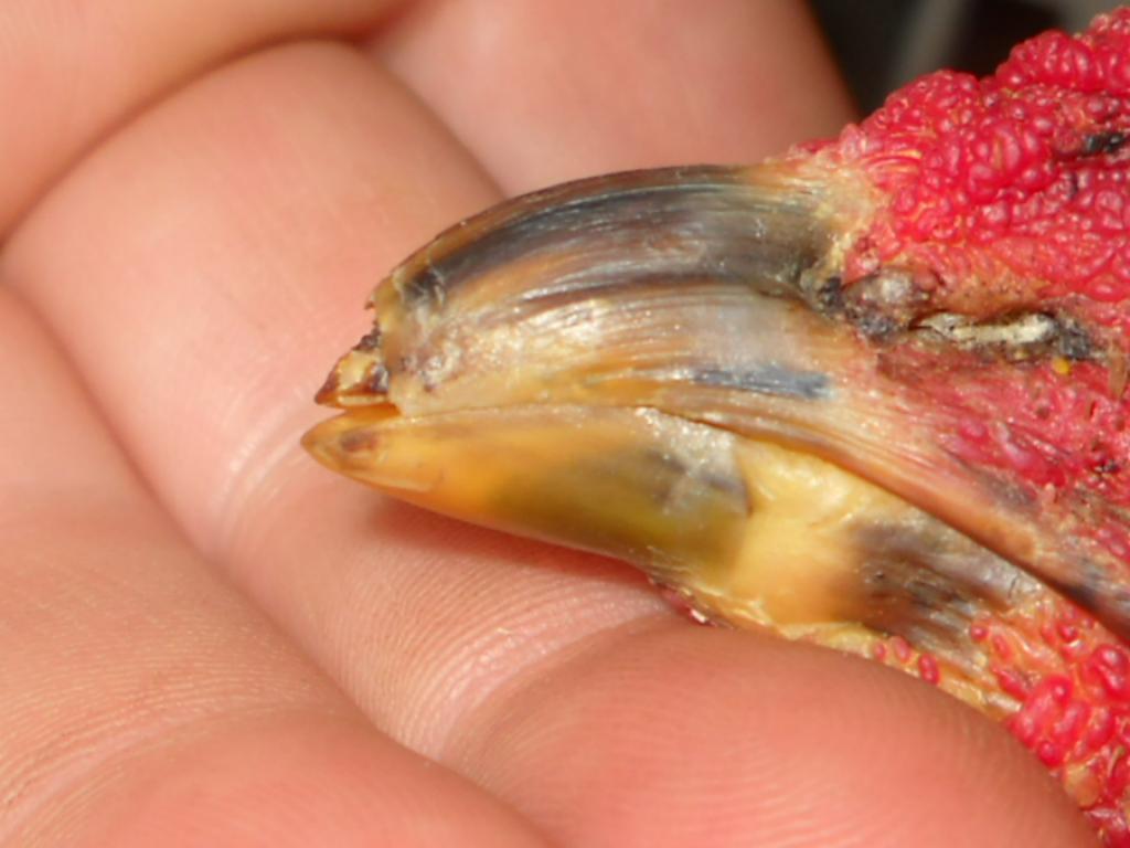 57353_broken_beak_3.jpg