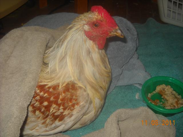57353_lucky_bird.jpg