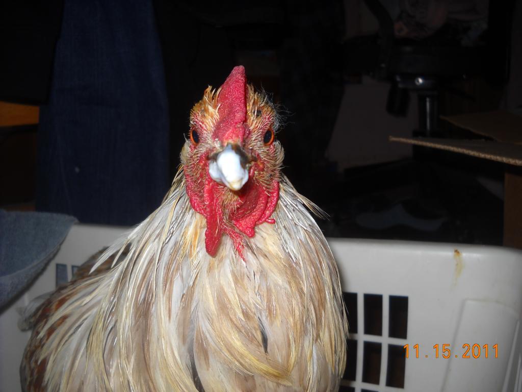 57353_yogurt_lucky.jpg
