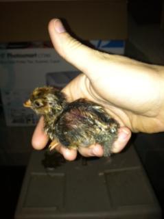 57425_baby_chick1.jpeg