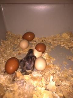57425_baby_chick2.jpeg